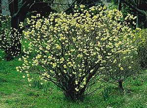 ベストホーム 岡山 人気の植木 中低木 落葉樹 ミツマタ